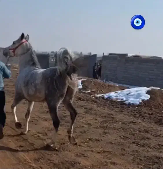 اسب|اسب و تجهیزات اسبسواری|شاهینشهر, نسیم ۵|دیوار