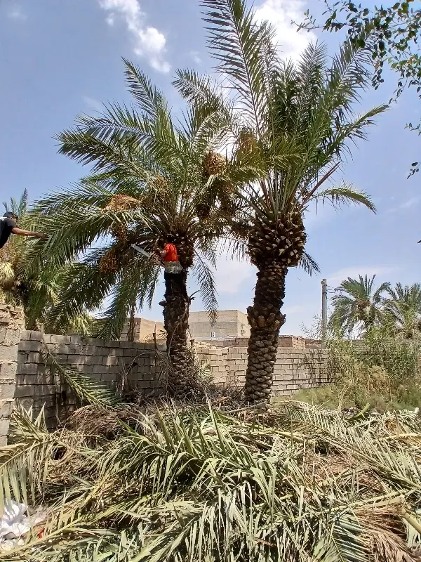 بریدن نخل قطع درخت کندن خرما سمپاشی تمیزکردن هرس|خدمات باغبانی و درختکاری|اهواز, کیانپارس |دیوار