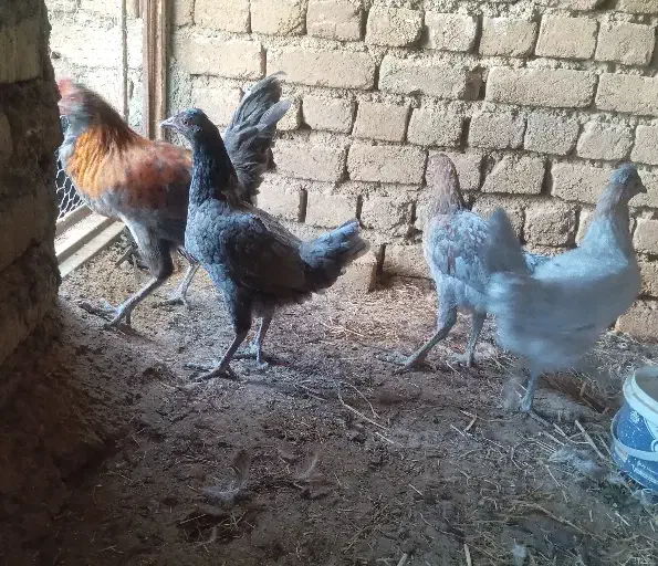 وار گلین|حیوانات مزرعه|بروجرد, |دیوار