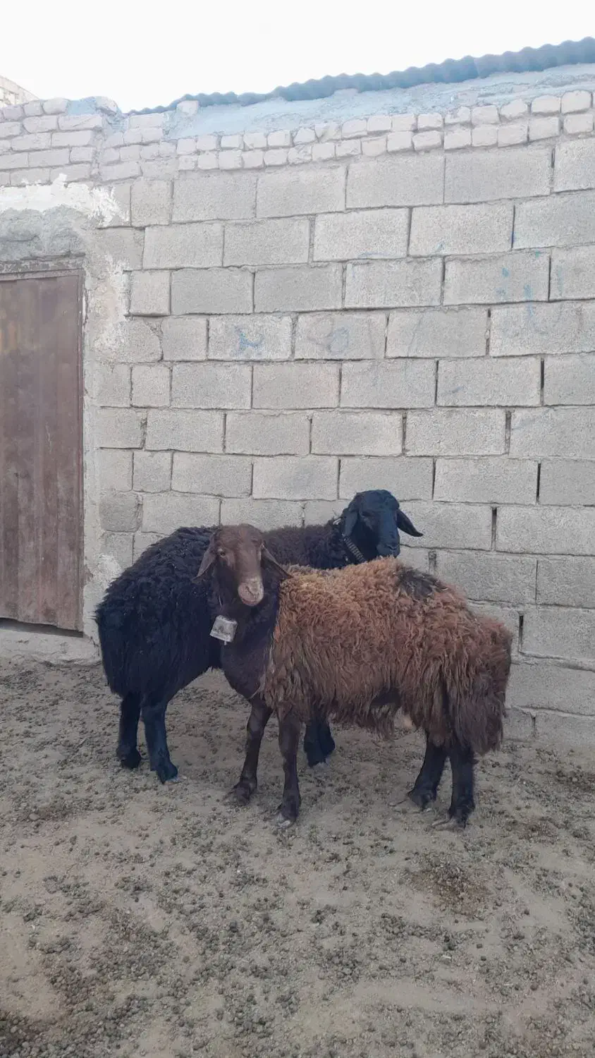 بره نر،گوسفند،میش|حیوانات مزرعه|اسحاق آباد, |دیوار