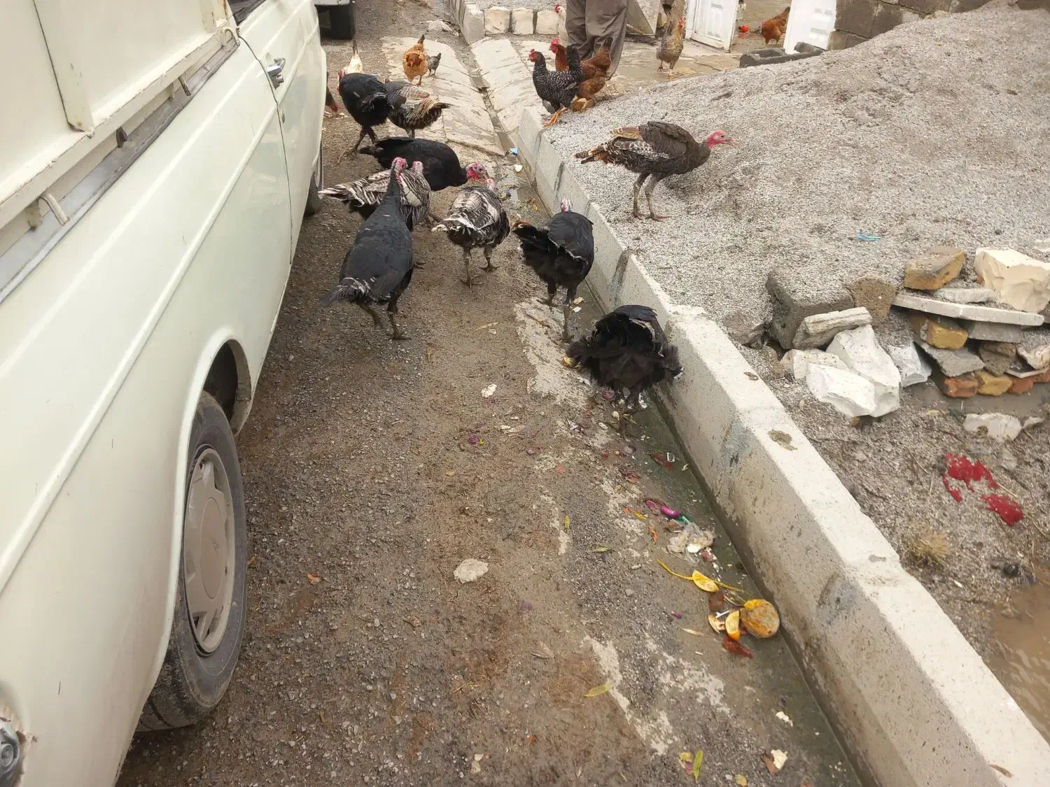 بوقلمون|حیوانات مزرعه|ماهیدشت, |دیوار