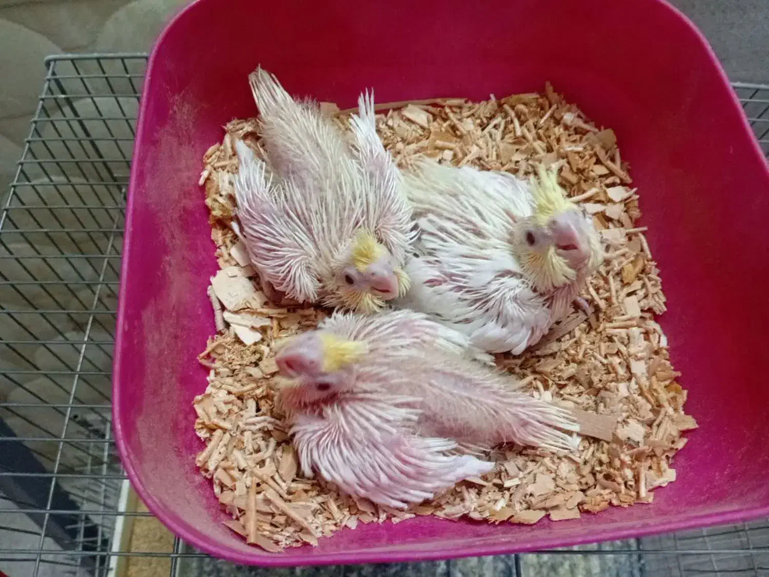 جوجه عروس هلندی|پرنده|قم, شهرک مهدیه (مدرس)|دیوار