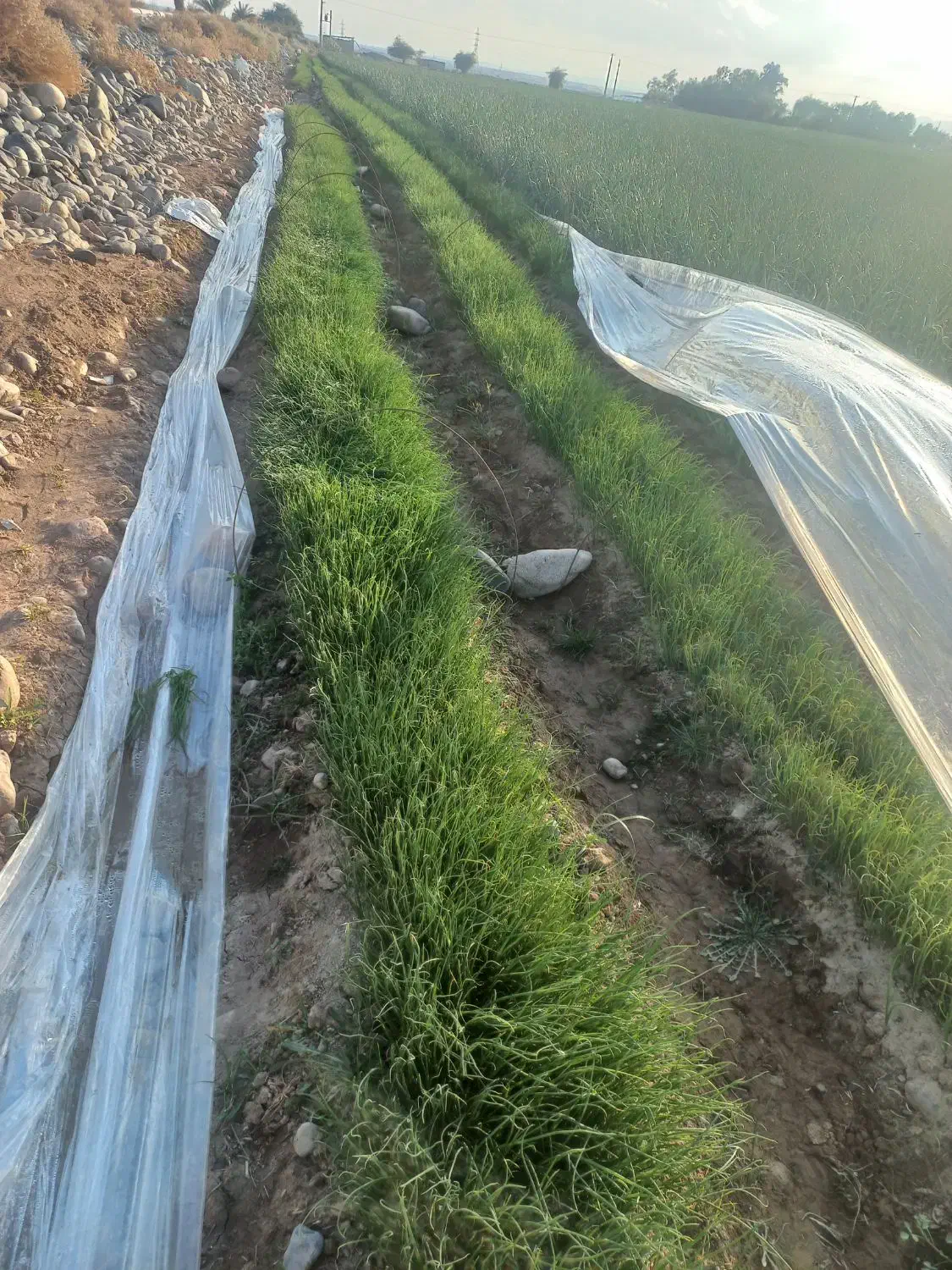 نهال پیاز|گل و گیاه طبیعی|جیرفت, |دیوار