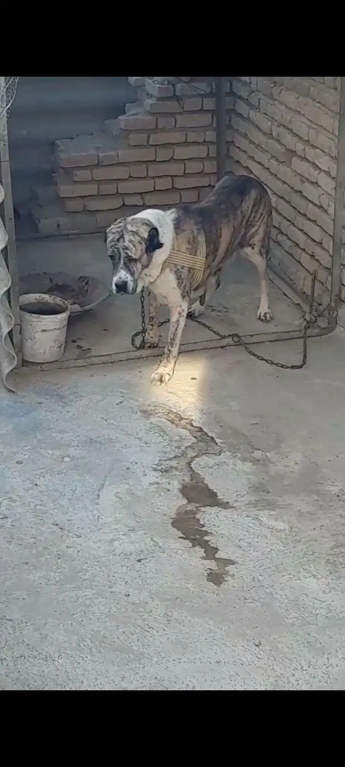 ماده البای بزرگترین ماده داخل ایران|سگ|ورامین, جعفر آباد اخوان|دیوار