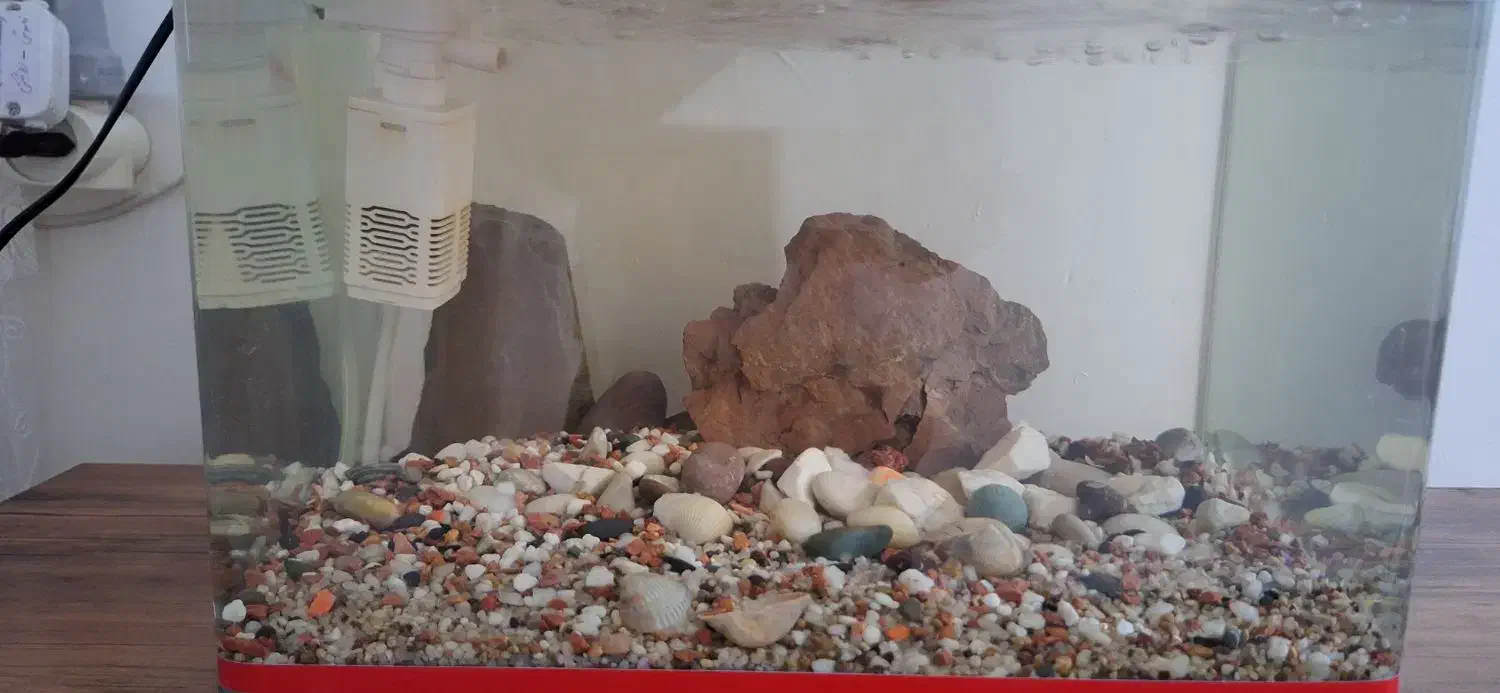 آکواریوم|ماهی|نسیم‌شهر, |دیوار