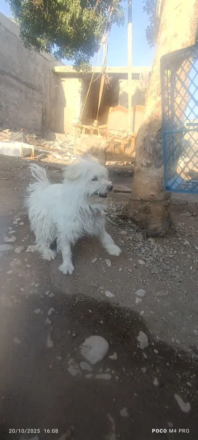 سگه پاکوتاه گم شده|حیوانات|یاسوج, |دیوار