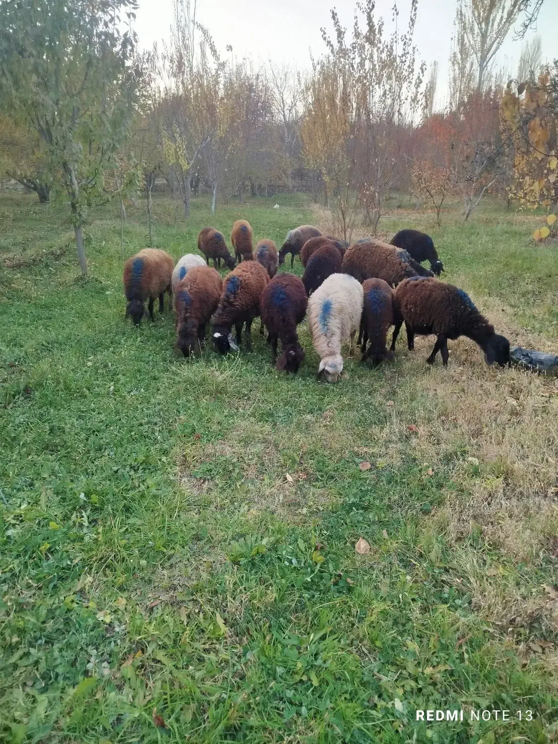 بره|حیوانات مزرعه|سلماس, |دیوار
