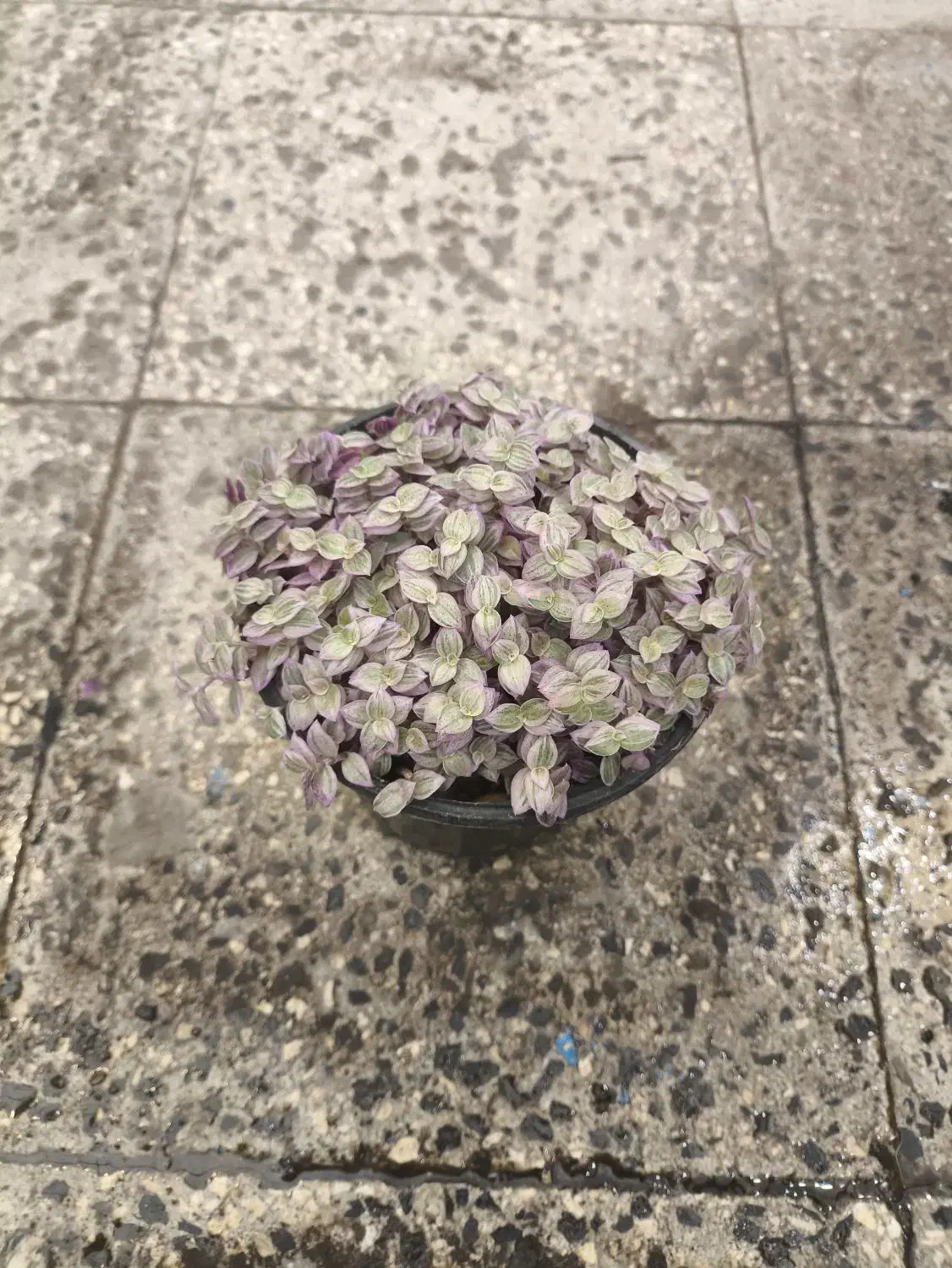 گل و گیاه آپارتمانی کالیسیا|گل و گیاه طبیعی|تهران, عبدلآباد|دیوار