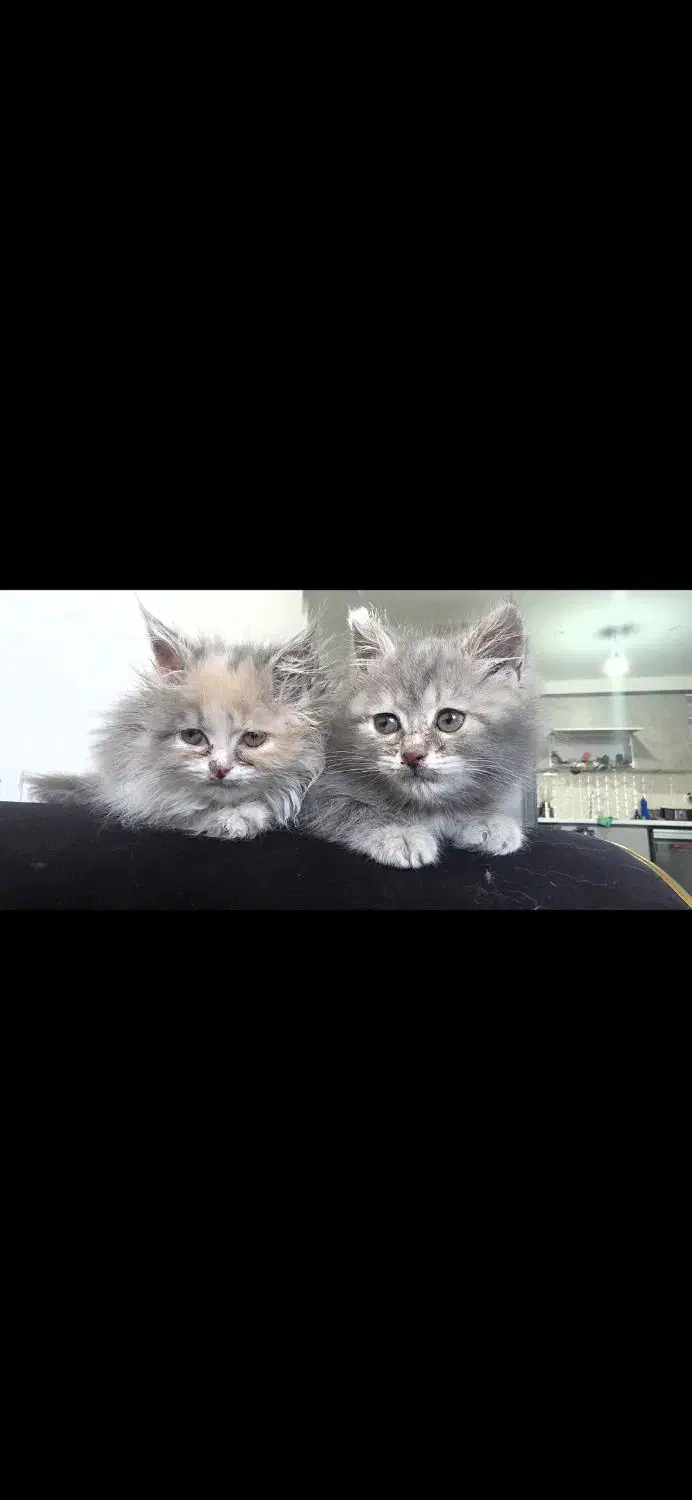 واگذاری بچه گربه پرشین|گربه|کرمان, |دیوار