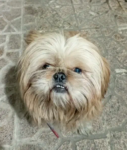 سگ شیتزو|سگ|کرج, پیشاهنگی|دیوار