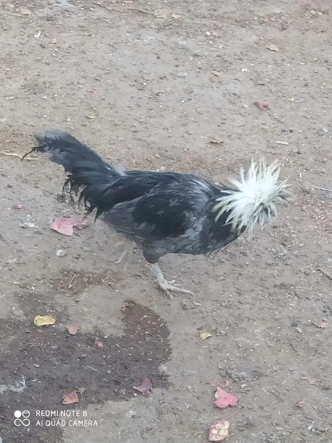 یک عدد خروس لهستانی کاربلد چهارصد|حیوانات مزرعه|آران و بیدگل, |دیوار