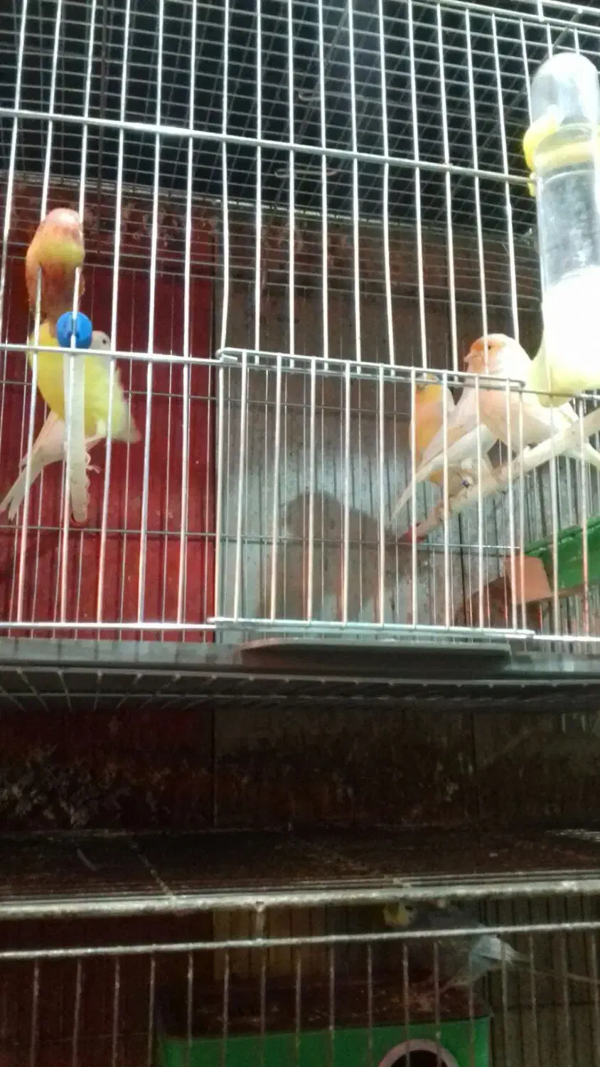 تعدادی قناری وفنچ|پرنده|خوی, |دیوار