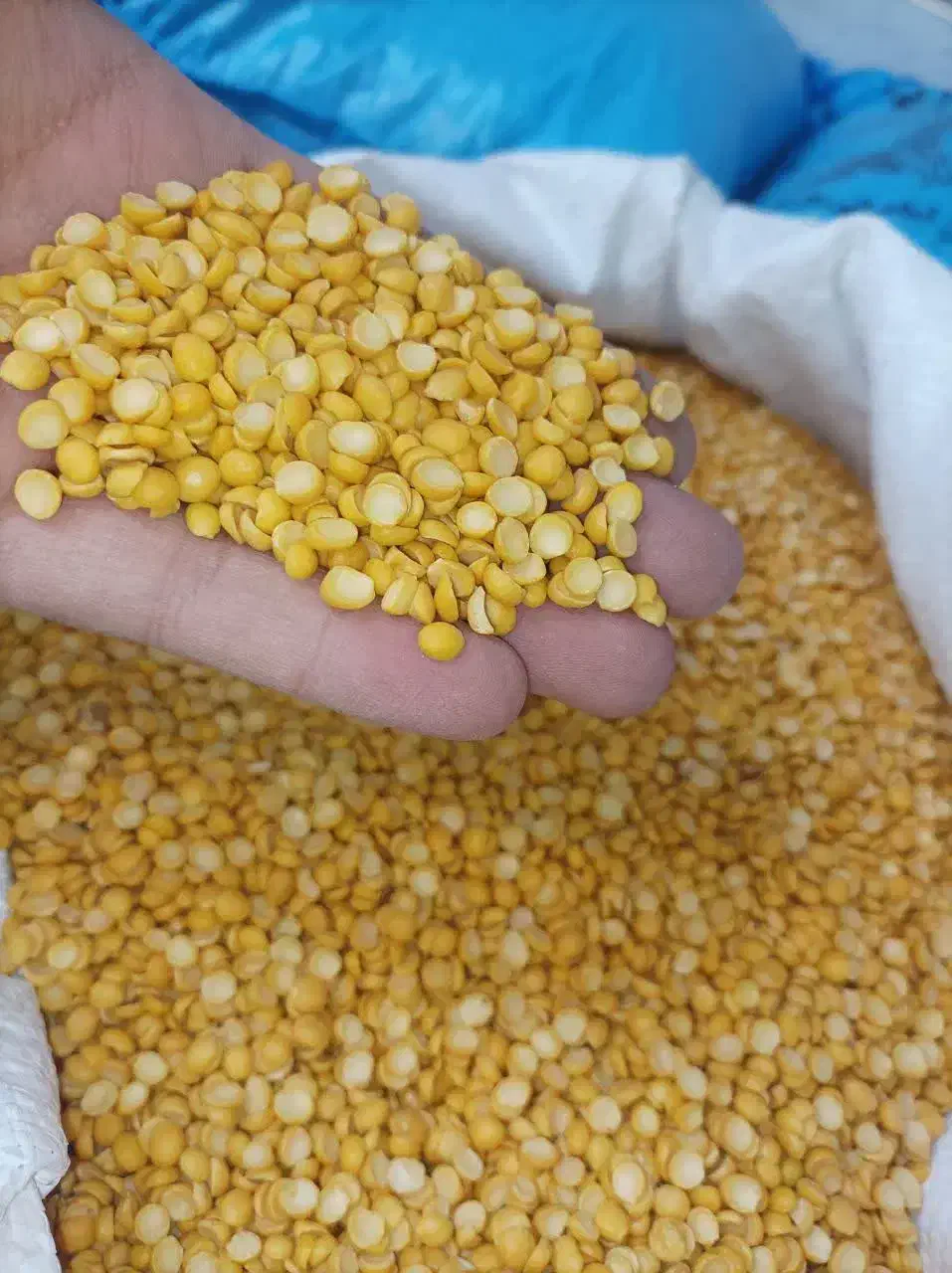 پخش تنظیم بازاری حبوبات لوبیا عدس لپه نخود فلافلی|خوردنی و آشامیدنی|تهران, یافتآباد|دیوار