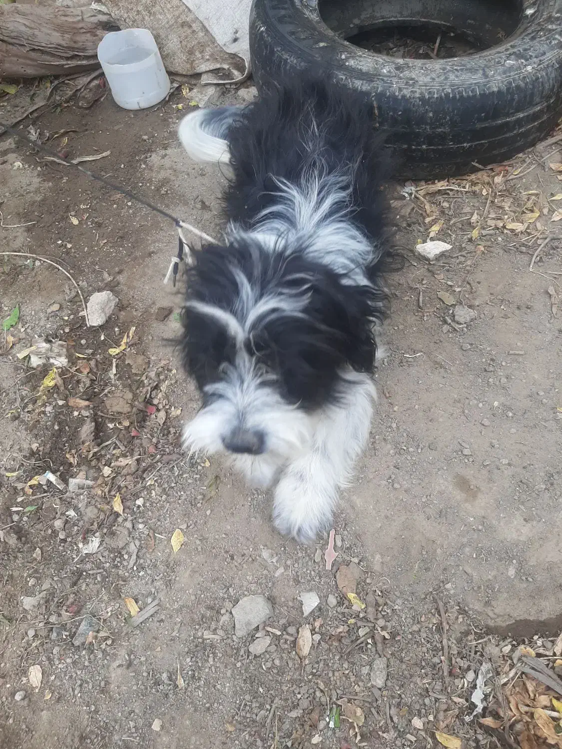 حیوانات خانگی|سگ|بافت, |دیوار