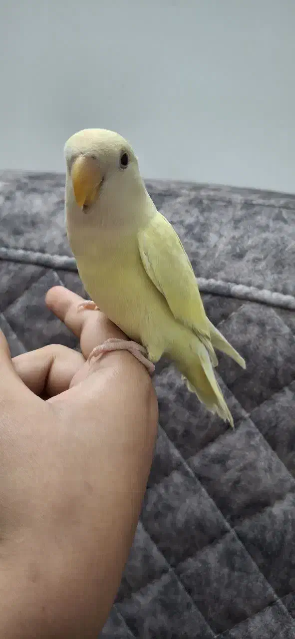 گمشده|حیوانات|قم, شاه ابراهیم|دیوار