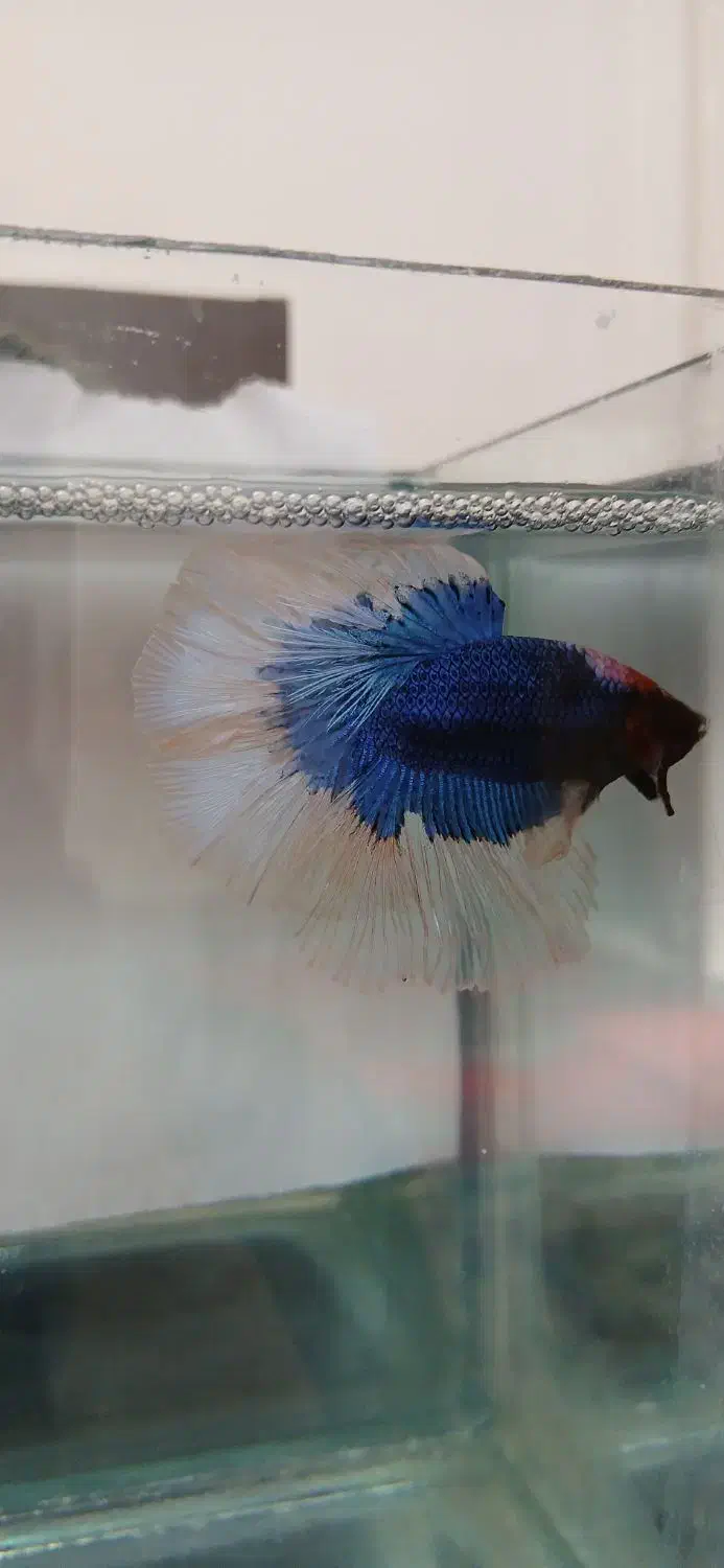 فروش ماهی فایتر هالفمون وارداتی|ماهی|تهران, سلسبیل جنوبی|دیوار