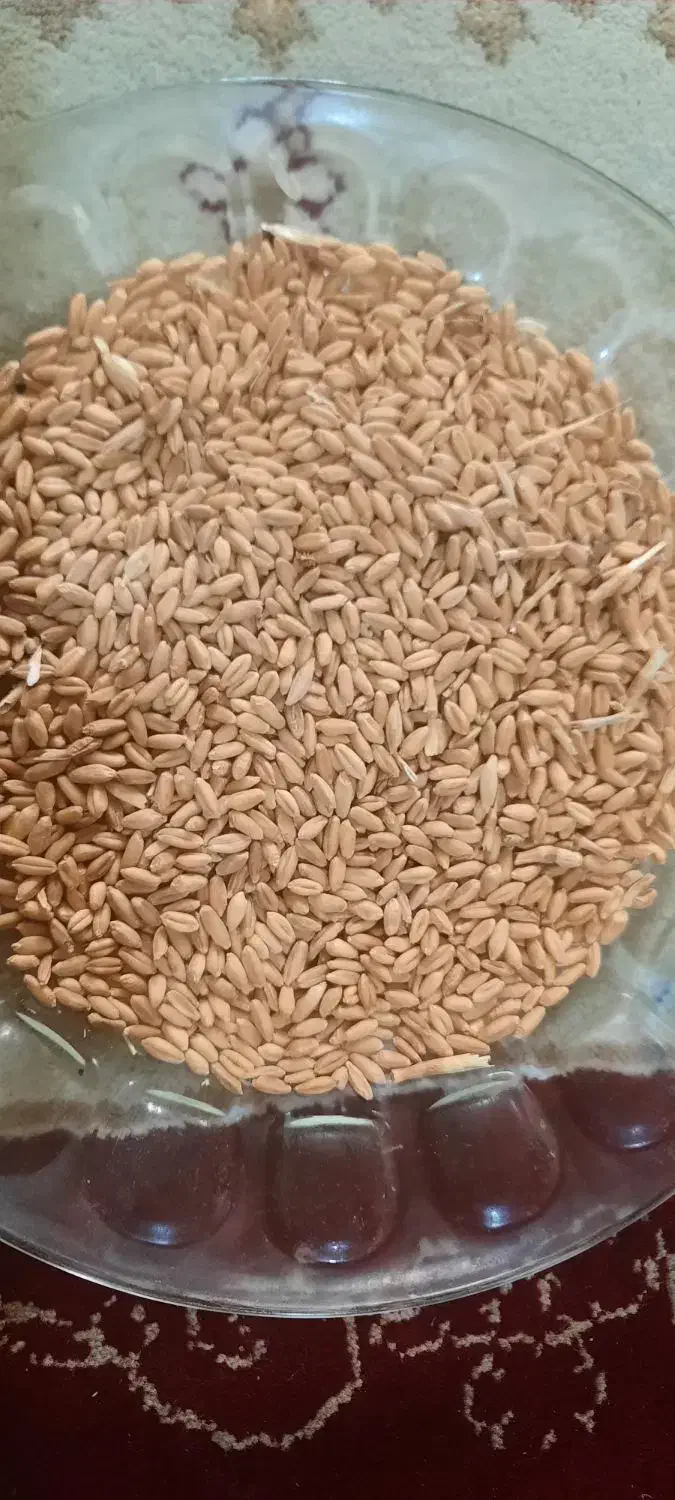 ۴تن گندم دیم وابی|خوردنی و آشامیدنی|اردل, |دیوار