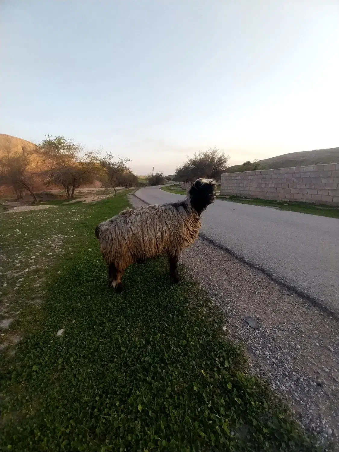 میش|حیوانات مزرعه|گتوند, |دیوار