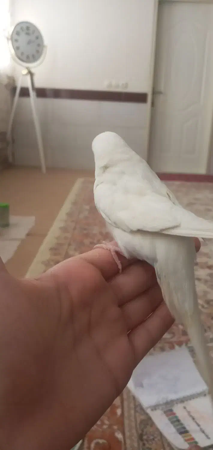 مرغ عشق گمشده|حیوانات|میانه, |دیوار