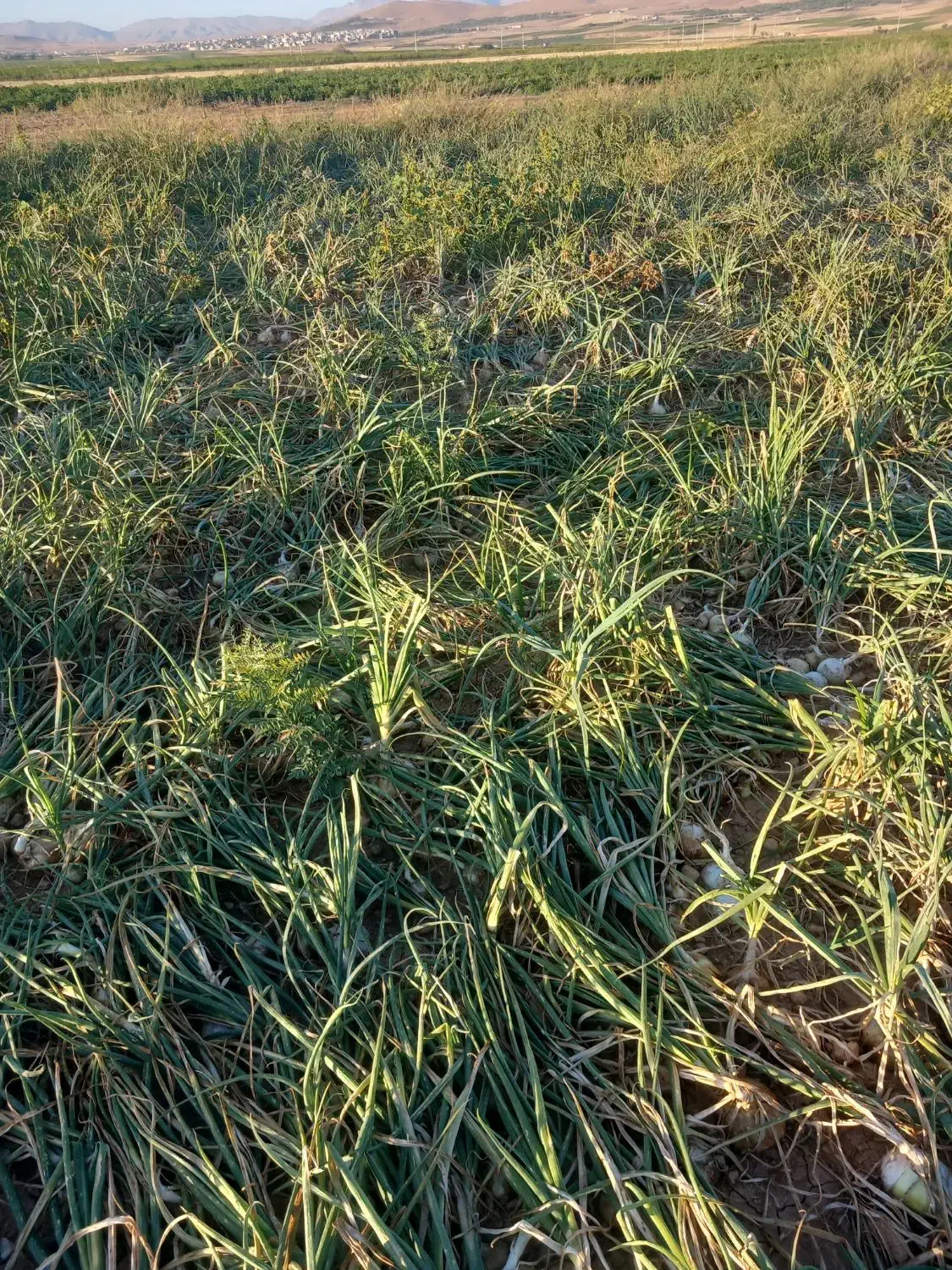 پیاز زرد وسفید|خوردنی و آشامیدنی|بوئین و میاندشت, |دیوار