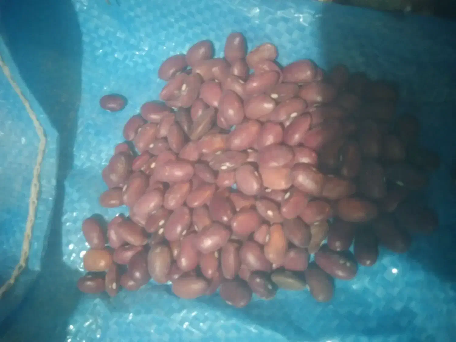 لوبیا قرمز|عمدهفروشی|پاسارگاد, |دیوار