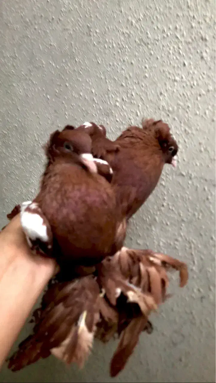 کبوتر قرمز کوینح|پرنده|تبریز, |دیوار