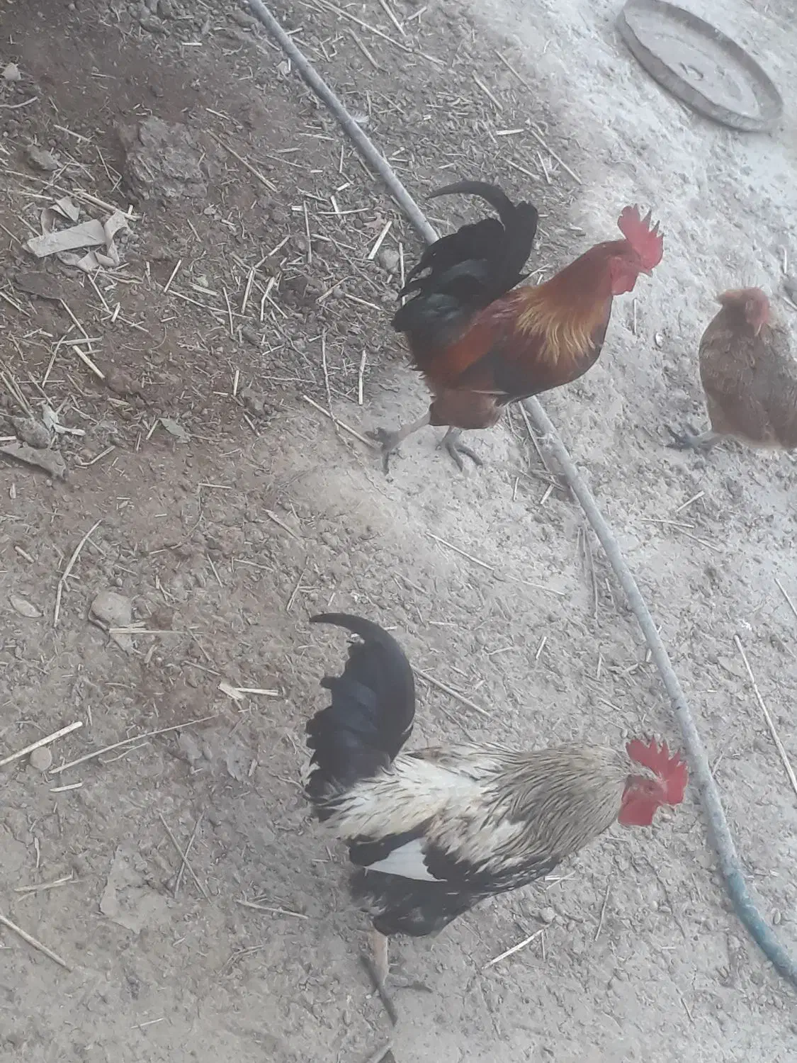 خروس عربی|پرنده|شادگان, |دیوار