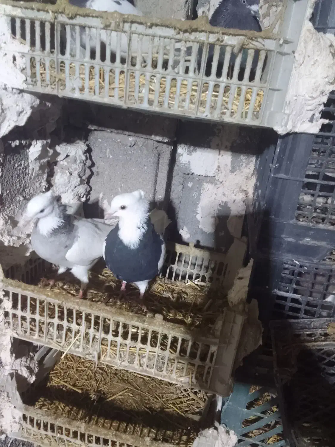 کبوترمیلاقی|پرنده|هریس, |دیوار