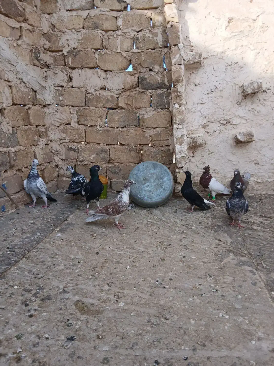 کفتر جفتگاه خوب|پرنده|تربت‌حیدریه, ترمینال|دیوار