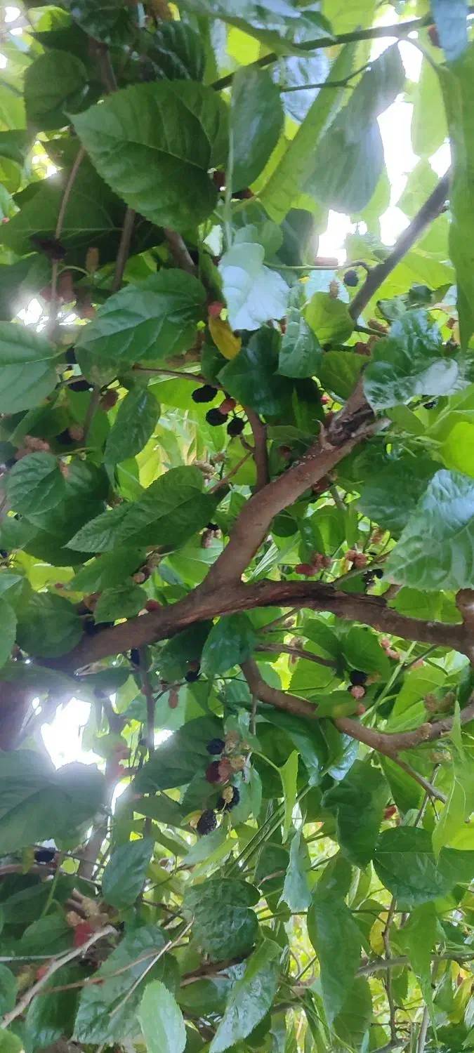 نهال شاه توت|گل و گیاه طبیعی|حویق, |دیوار