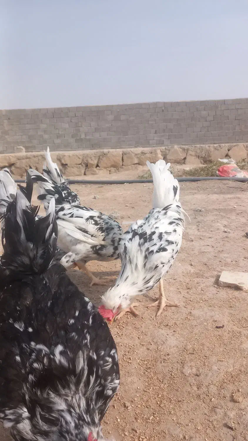 خروس گلین|حیوانات مزرعه|بندر گناوه, |دیوار