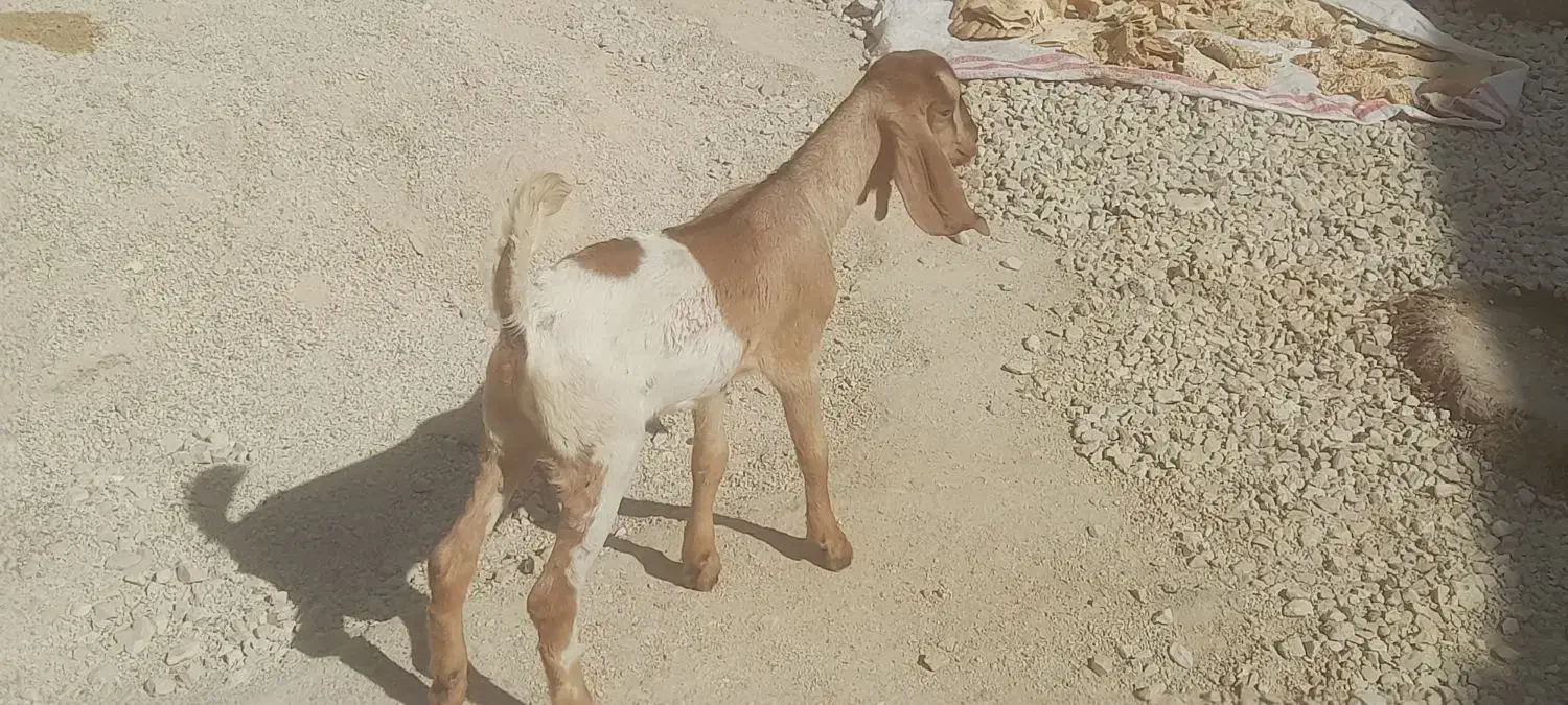 کهره ماده چاق چاق و تپل|حیوانات مزرعه|بندر کنگان, |دیوار