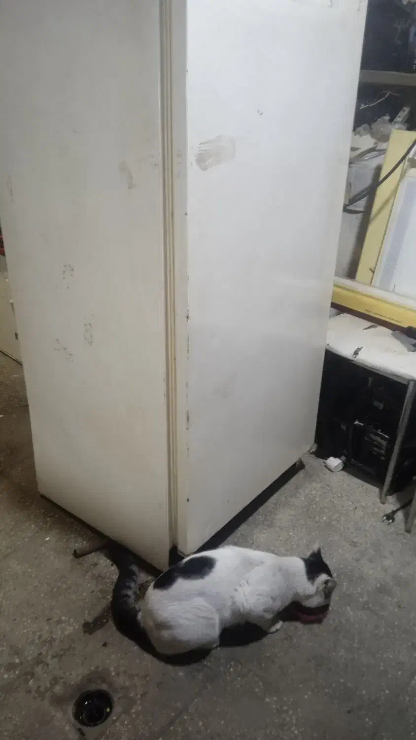 تعمیر انواع یخچال لباسشویی. اسپلیت. پکیج .|خدمات پیشه و مهارت|قائمشهر, |دیوار