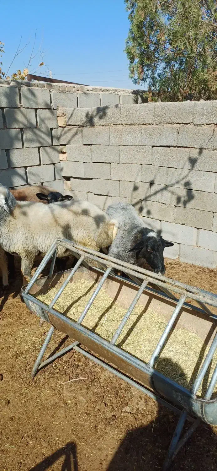 بز الپاین و میش رمانف|حیوانات مزرعه|تفت, |دیوار