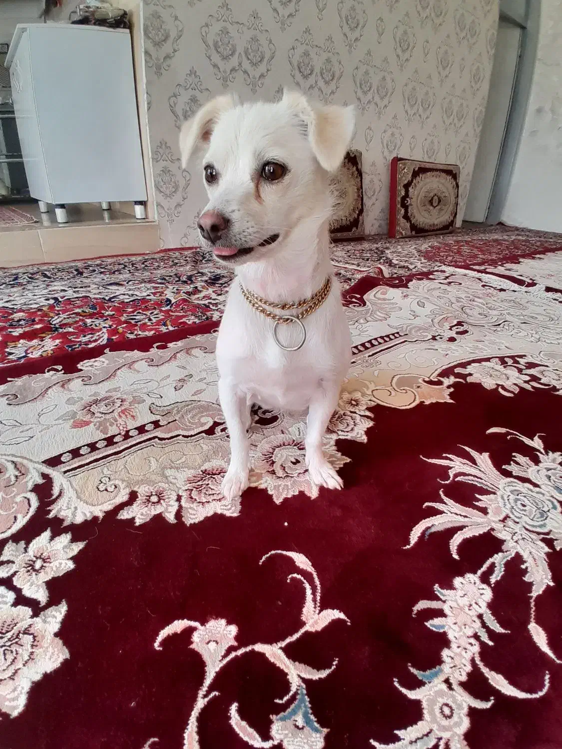 واگذاری سگ معاوضه با پرنده|سگ|کرمانشاه, |دیوار