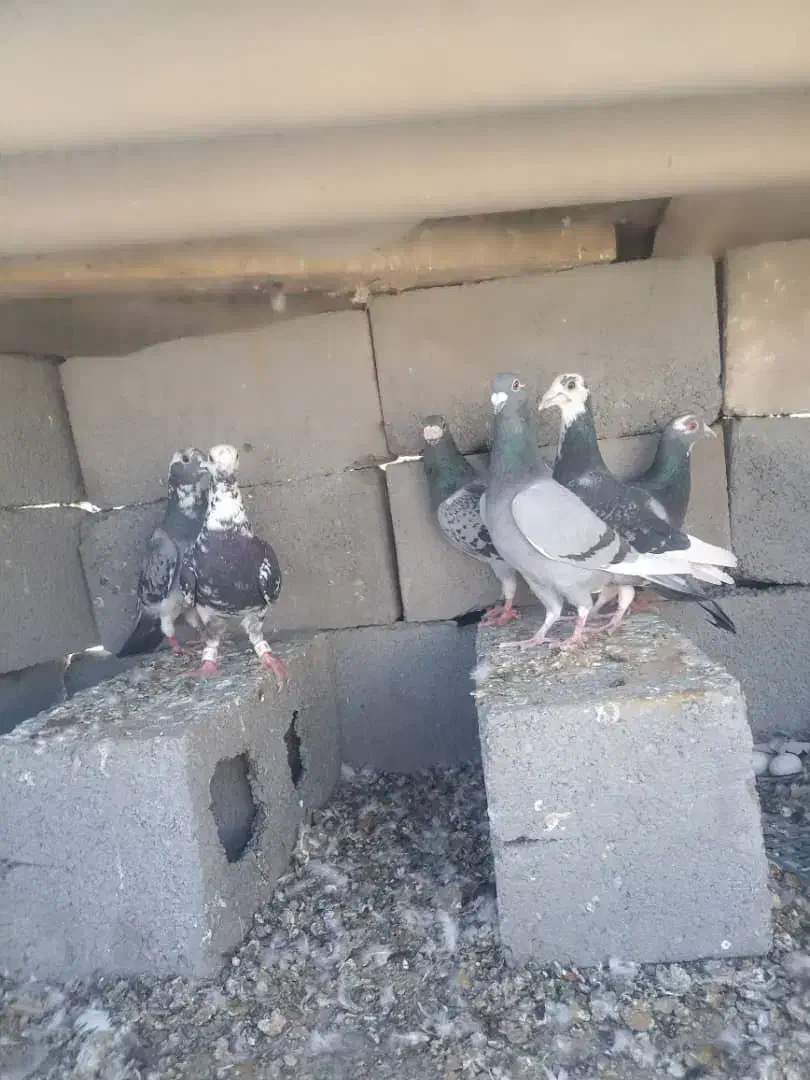 کبوتر|پرنده|میرجاوه, |دیوار