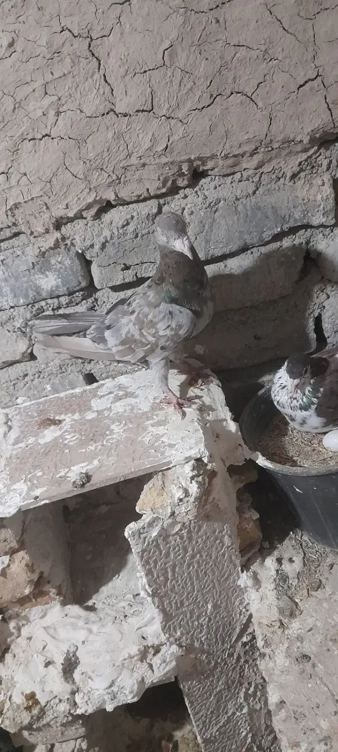 کفتر|پرنده|شیروان (خراسان), |دیوار