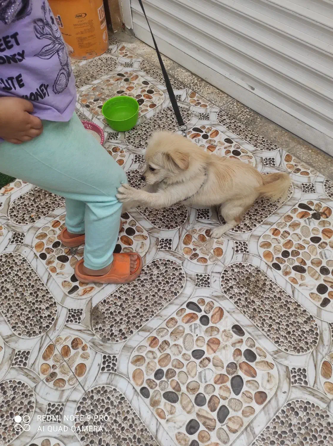 بندر ماهشهر شهرک شهید چمران|سگ|چمران, |دیوار