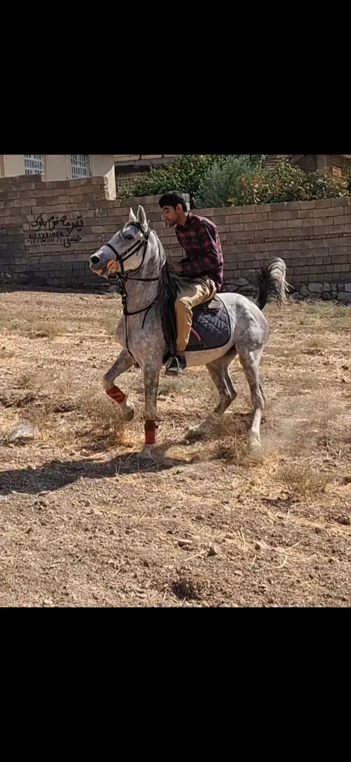 نریان ب شدت سواری دار و سردمگیر|اسب و تجهیزات اسب‌سواری|بیستون, |دیوار