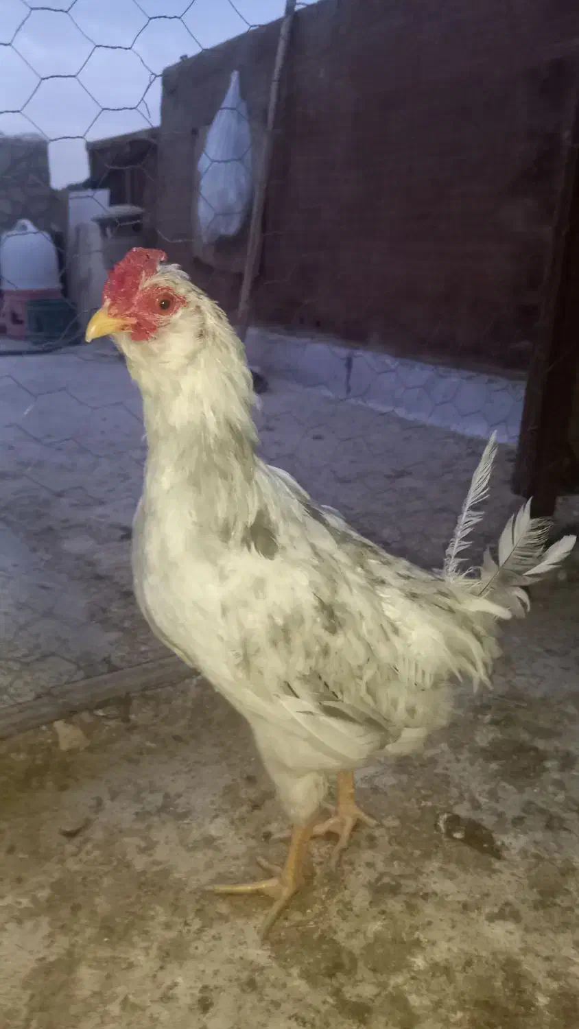 خروس گلین ریشو چهل تاچ طوسی|حیوانات مزرعه|حمیدیا, |دیوار