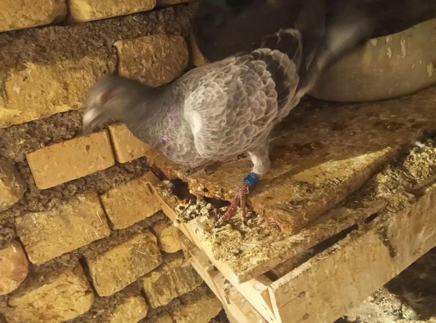 کبوترها|پرنده|شیروان (خراسان), |دیوار