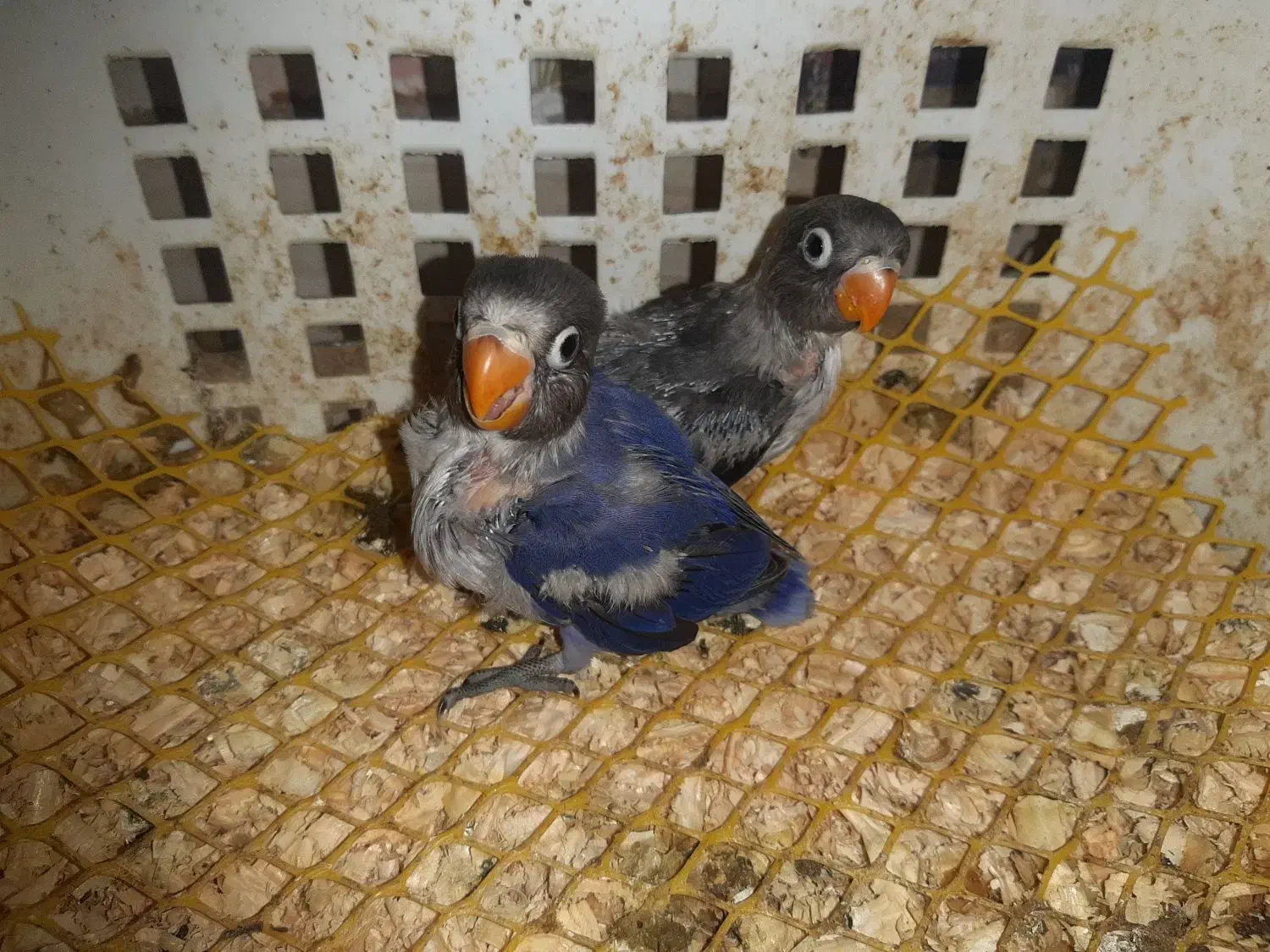 جوجه کوتوله سرلاکی|پرنده|ساری, |دیوار