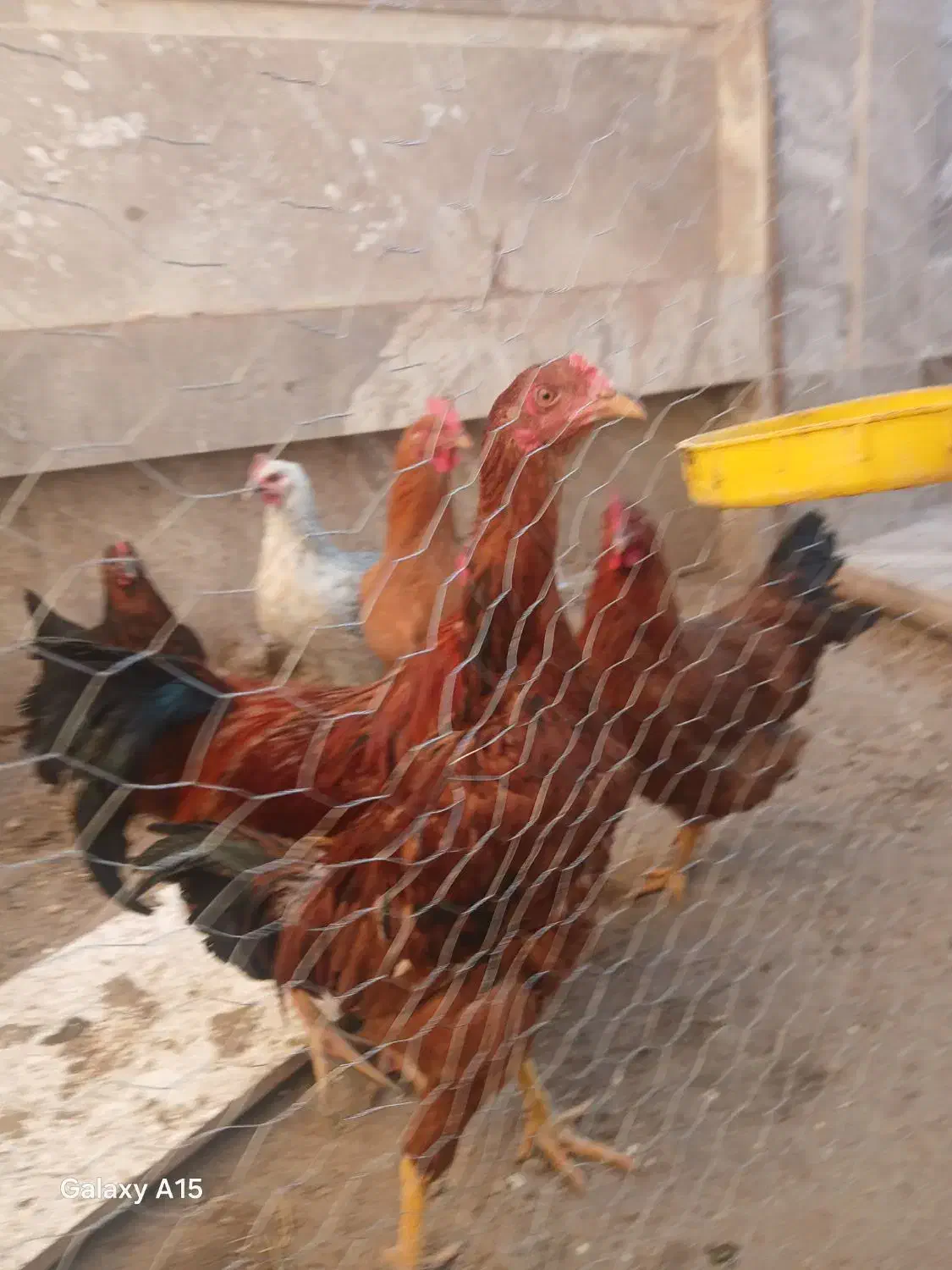 خروس لاری|حیوانات مزرعه|لیلان, |دیوار