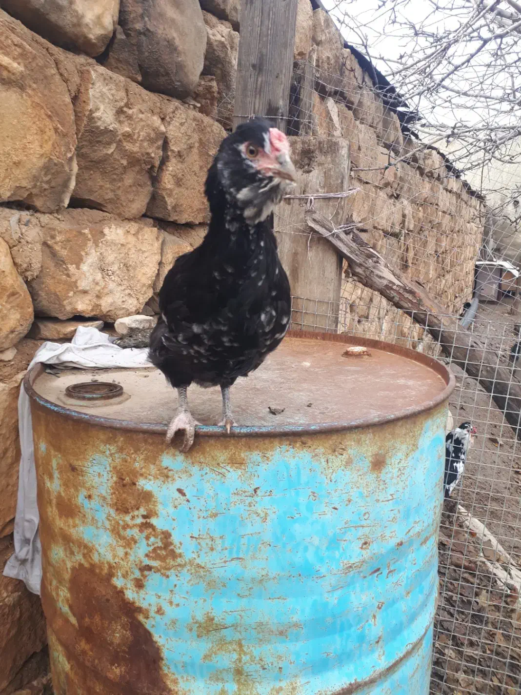 نیمچه مرغ و خروس گلین|حیوانات مزرعه|کرمانشاه, |دیوار