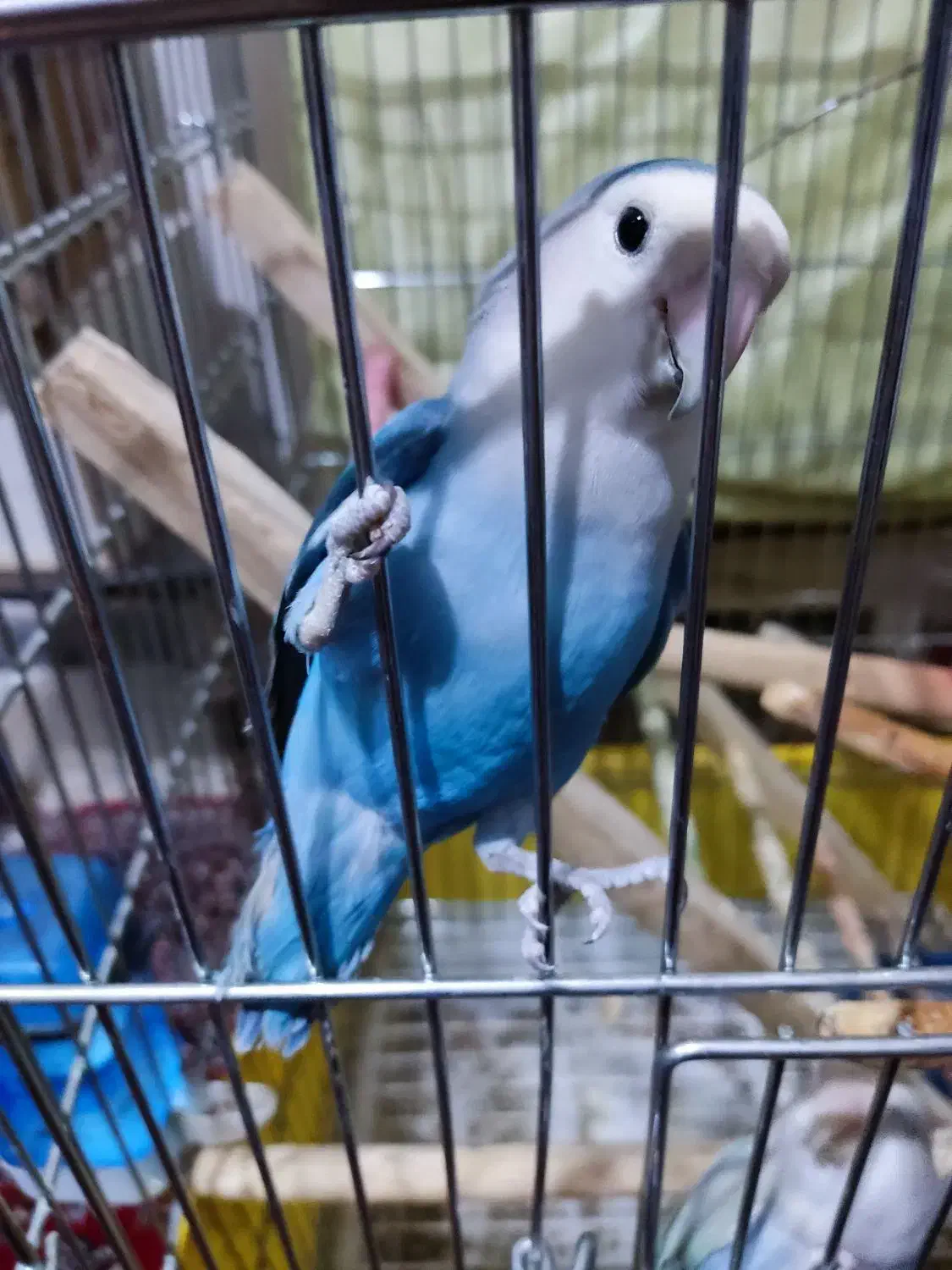 طوطی برزیلی|پرنده|کرج, حسن آباد|دیوار