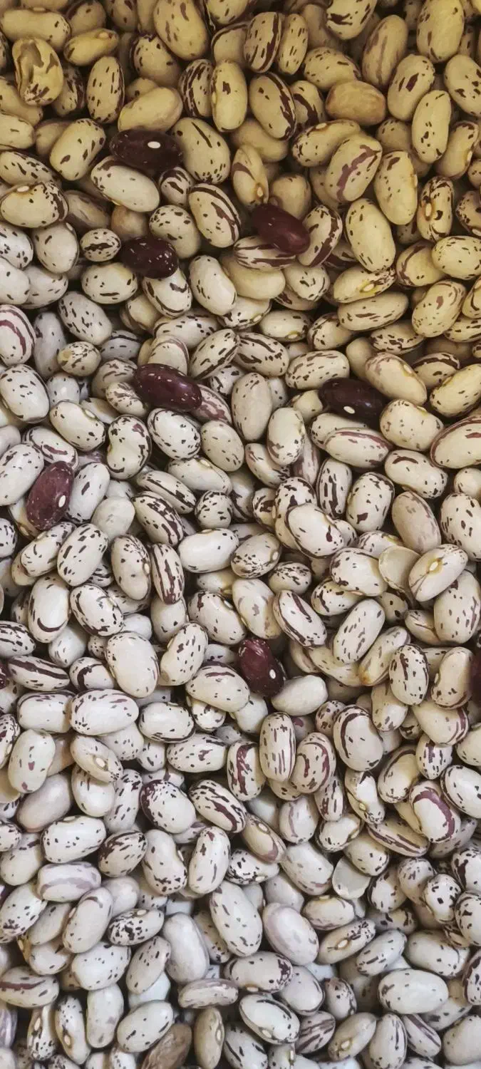 لوبیا چیتی لوکس درجه 1|عمدهفروشی|یاسوج, |دیوار