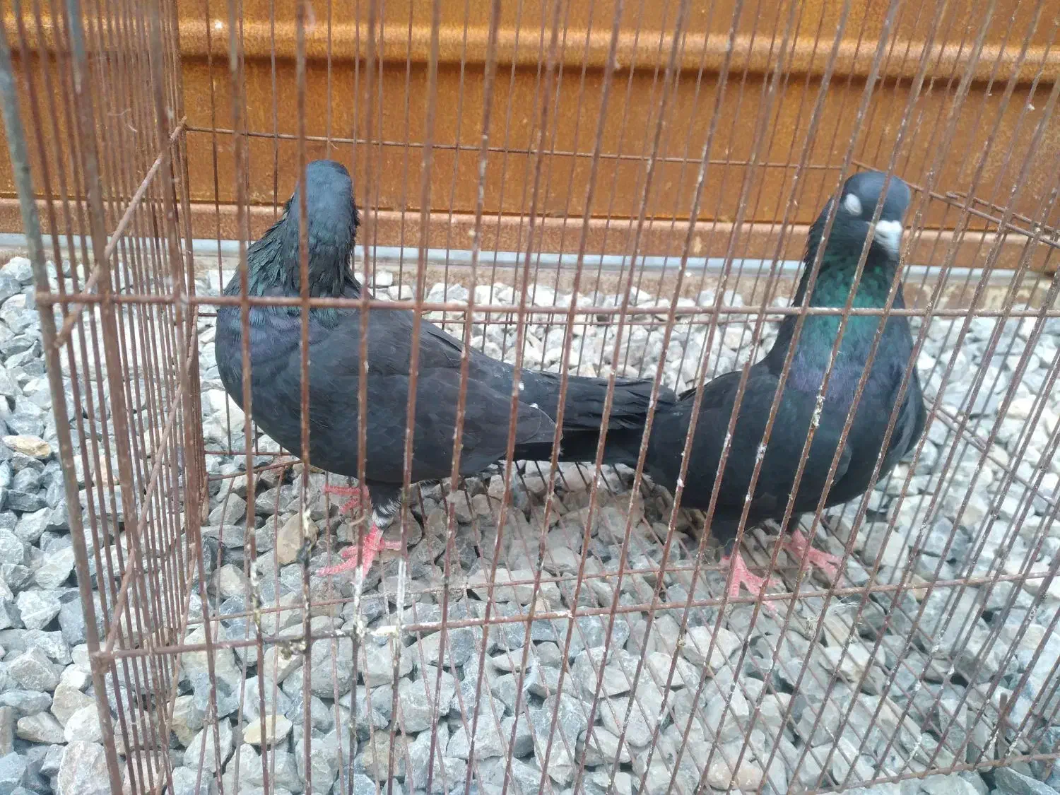 ی جفت کبوتر زاغ قیمت ۷۰۰|پرنده|بابل, |دیوار