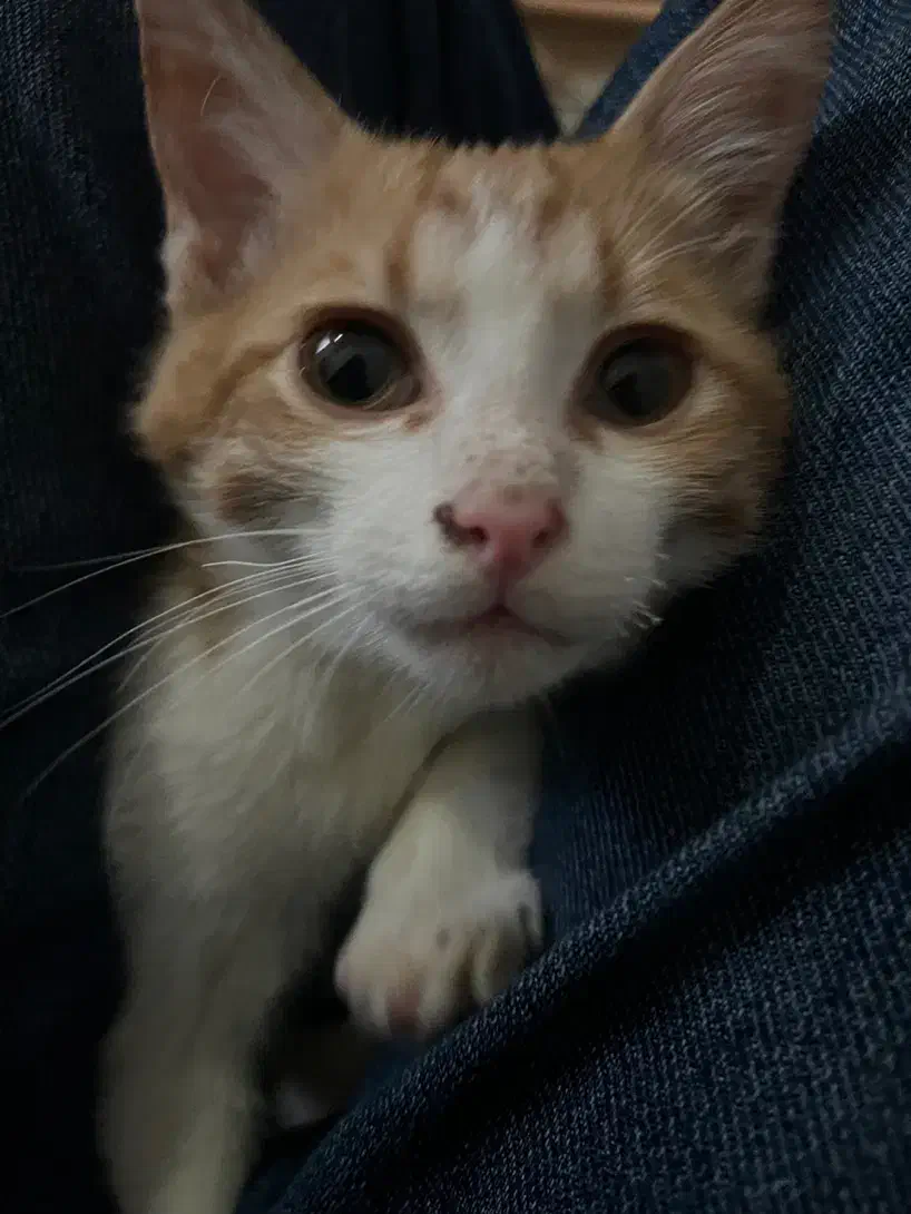 گربه|گربه|کرمان, |دیوار