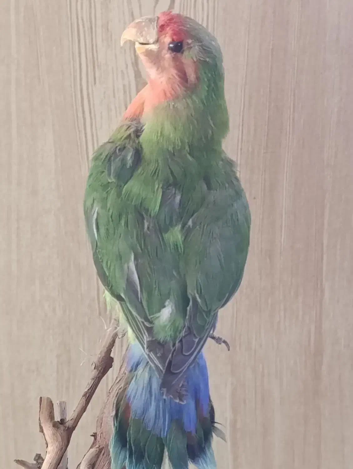 مجسمه|مجسمه، تندیس، ماکت|نیشابور, گنبد سبز|دیوار