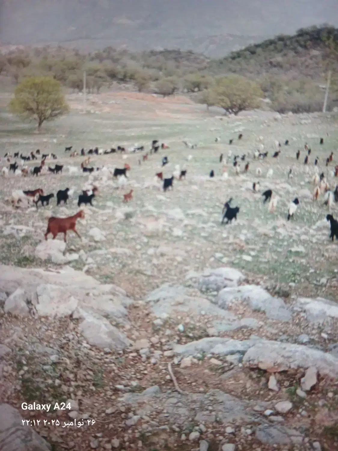 بز فروشی باکهره|حیوانات مزرعه|ارژن, |دیوار